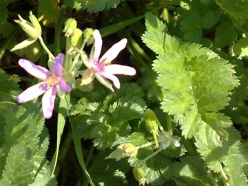Erodium moschatum / Becco di gr aromatico